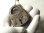 画像10: アメリカ アンティーク 南京錠(キー３本付き)42×56mmブルドックに見える仔犬のイラストが魅力です。【１９３０年代】《PUP：仔犬》