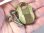 画像8: イギリス アンティーク “クマ顔”真鍮製　ミニ南京錠 33×51mm(キー２本付き)【バーゲン】